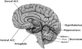 Image result for Cerebral Subcortex