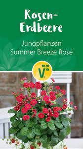 Rosen Erdbeere Summer Breeze Rose Breeze Hochzeitdekoblumenrot Rose Rosenerdbeere Su Strawberry Summer Summer Breeze Hybrid Tea Roses