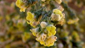 Image result for Thymelaeaceae