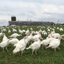 10 Incredibly Fun Farms In Connecticut Connecticut Travel Turkey Farm Nature Hikes