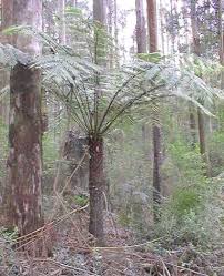 Image result for Cyathea capensis