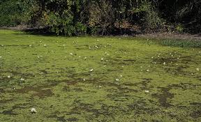 Image result for Ottelia exserta