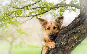 The american kennel club describes their temperament as confident, courageous, and smart herding dogs.﻿﻿ German Shepherd Puppy In Tree 4k Ultra Hd Wallpaper Background Image 4272x2648