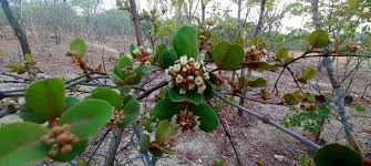 Image result for Psorospermum febrifugum