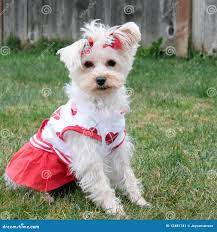 Cheerleader Doggy stock image. Image of cute, energetic - 12481741