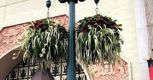 Spider plants are outdoor plants as are all plants. Spider Plants Outside Can Spider Plant Grow Outdoors