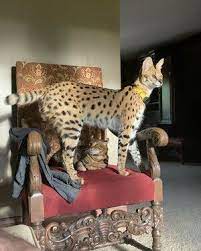 Characteristics, history, care tips, and helpful information for pet owners. Pin On Savanna