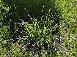 Image result for Carex leptosaccus