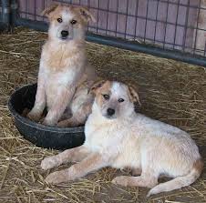 Black And White Blue Heeler Mix Meet Beautiful Great Pyrenees Mixes Females A Petfinder Adoptable Australian Cattle Dog Blue Great Pyrenees Australian Cattle Dog Mix Australian Cattle Dog