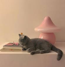 Https Www Instagram Com P B6jrvm9aho6 Igshid 1hg Spilt Milk In 2020 Cute Cats Cute Animals Cool Cats