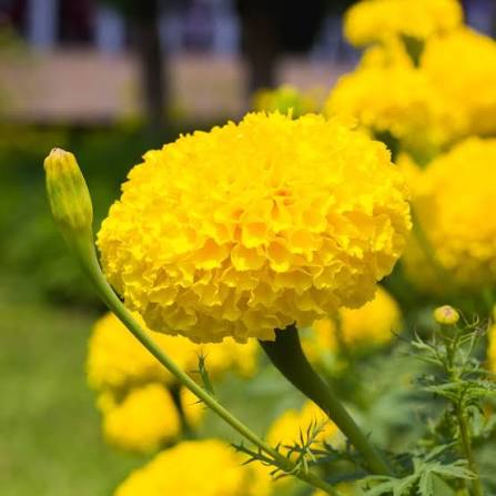 Marigold Yellow