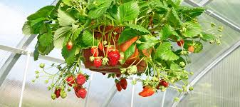 Maybe you would like to learn more about one of these? Growing Strawberries In A Hanging Garden Dave S Garden