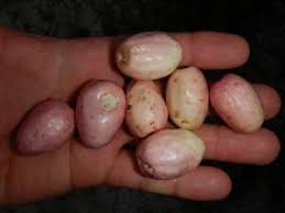 Image result for Chrysobalanaceae