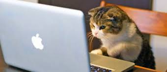 Kedi Karakter Analizi Kedinizin Nasil Bir Karakteri Var