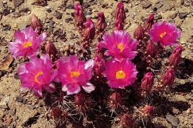 Image result for Bonatea pulchella