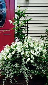 White Mandevilla White Petunias And Licorice Plant Porch Plants Planting Flowers Garden Boxes