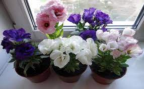 ������� ����������� � �������� �������� � �������� ������: ������� � ���� +  �������� � ���� ������, ���������� � ����