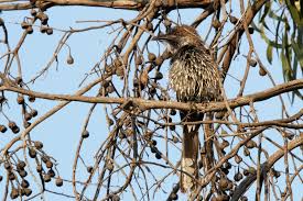 BIRDS OF ESPERANCE – Michael Monaghan Photography