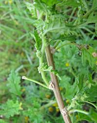 Image result for Dysphania procera