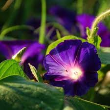 Warna Unik Dari Bunga Morning Glory Yang Selalu Menjadi Pebincangan Saat Ini Bunga Warna Bunga Langka