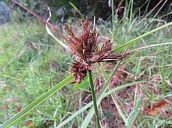 Image result for Pycreus aethiops