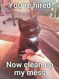 Every single day our viewers show their unwavering dedication towards the art of creating cat memes. Funny Animal Pictures Of The Day 26 Pics Funny Animal Memes Funny Cat Memes Funny Cat Pictures