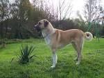 Anatolian Shepherd Dog Breed Profile | Petfinder
