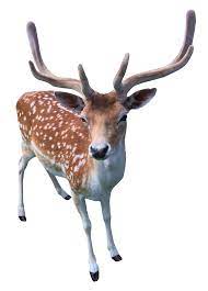 Deer Png Image Deer Png Animals