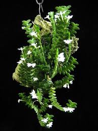 Image result for Angraecum distichum