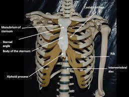 Floating ribs are the lower ribs that lack attachment to the breast bone. Thoracic Wall Anatomy E Lab
