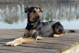 Maybe you would like to learn more about one of these? Cbd Dog Treats What You Need To Know Canna Pet