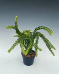 Image result for Xerophyta squarrosa