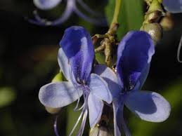 Image result for Rotheca myricoides