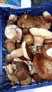Pour les articles homonymes, voir la cèpe. Les Cepes Cepes Cueillette Du Bearn Aout 2019