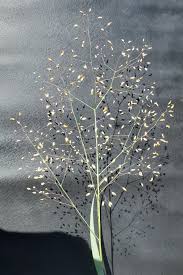 Image result for Tricholaena