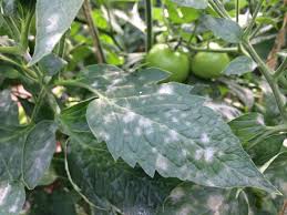 Download in under 30 seconds. Dealing With Potato And Tomato Blight Heraldscotland