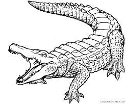 500x500 crocodile head gl stock images. Crocodile Coloring Pages Animal Printable Sheets Beautiful Skin Of Crocodile 2021 Coloring4free Coloring4free Com