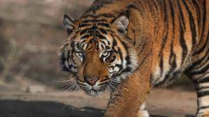 100 % guarantee tiger sharks every day all the. Tiger San Diego Zoo Animals Plants