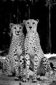 Black And White Cheetah Photography Leopards By Benny Liao 500px Animals Wild Wild Cats Animals Beautiful