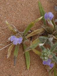 Image result for Blepharis integrifolia
