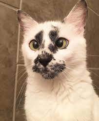 What Music Indieartist Chicago Kittens Cutest Cat Adoption Beautiful Cats