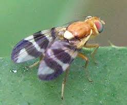 Image result for Rhagoletis completa