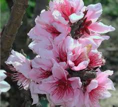 Maybe you would like to learn more about one of these? Bonfire Patio Peach Patio Peach Tree Willis Orchards