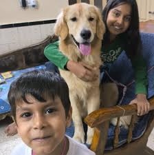 Should I crate train my Golden Retriever puppy?