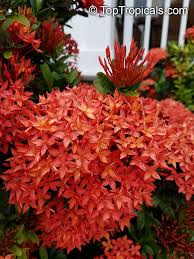 Image result for Ixora sp. A
