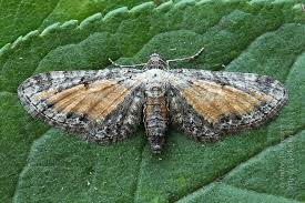 Image result for Eupithecia icterata