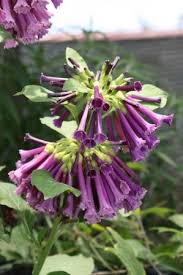 Choose your favorite currant plant from raintree nursery. Indigo Iochroma Tubeflower Mini Angel S Trumpet Hummingbird Plants Almost Eden