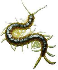 Maybe you would like to learn more about one of these? Venom Gland Transcriptomics And Venom Proteomics Of The Giant Florida Blue Centipede Scolopendra Viridis Sciencedirect