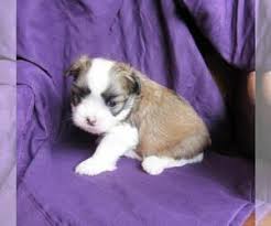 Schedule a play date with this pet! View Ad Shiranian Puppy For Sale Near Iowa Le Mars Usa Adn 198587