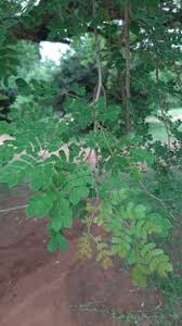 Image result for Albizia petersiana
